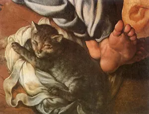 Felines: Cat sleeping next to Feet