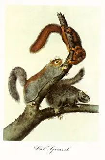 Forking: Cat Squirrels