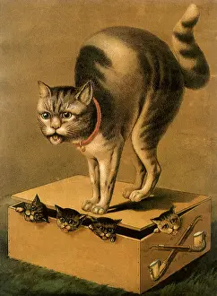 Felines: Cat stands on Box filled with Kittens