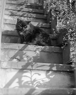 Lurking: CAT ON THE STEPS