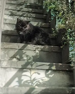 Lurking: CAT ON THE STEPS