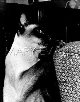 Talons: CAT STROPPING ON SOFA