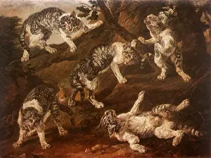 Felines: Cat Studies