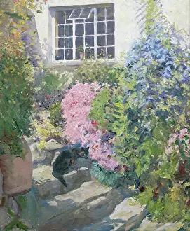Clematis: Cat on Sunny Steps with Blue Clematis