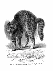 Emotions: Cat terrified by a dog. From Charles Darwin The