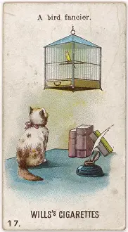 Caged: CAT WATCHES CAGED BIRD