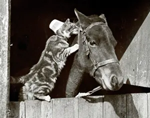 Bridle: Cat whispering to mule