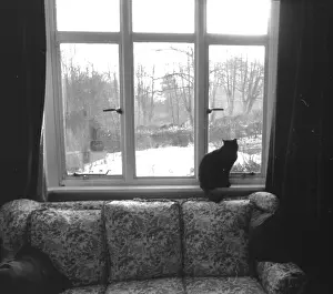 Peering: Cat by the window