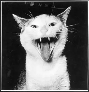 Hissing: Cat yawning or yowling
