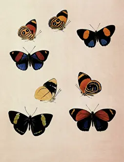 Equally: Catagramma Butterflies