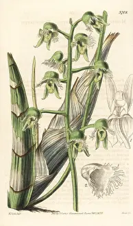 Catasetum: Catasetum gardneri orchid