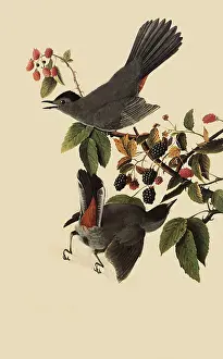 Catbird: Catbird, Dumetella carolinensis