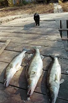 Astrakhan: Catch, 1991