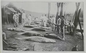Amazonian: A Catch of Arapaima Fish
