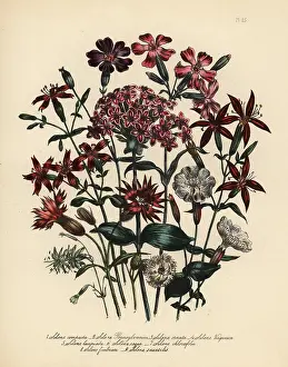 Regia: Catchfly or Silene species