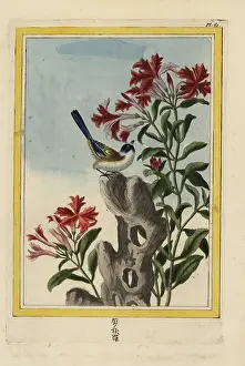 Couleur: Catchfly species, Lychnis senno