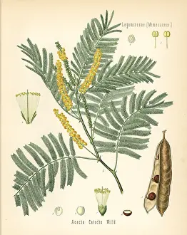 Catechu: Catechu or black cutch, Acacia catechu