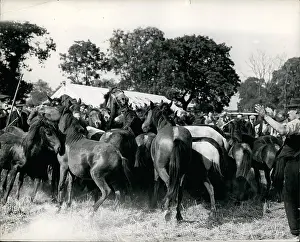 Herded: To Be Categorized