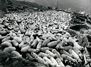 Sheeps: To Be Categorized