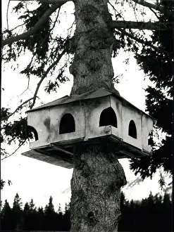 Aviary: To Be Categorized