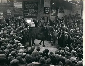 Auctioned: To Be Categorized