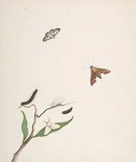 Nicolaas: A Caterpillar and Two Moths on a Branch and Two
