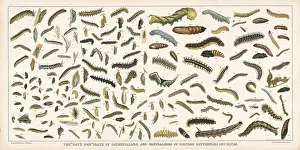 Moths: Caterpillar specimens