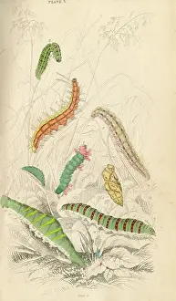 Caterpillars: Caterpillars