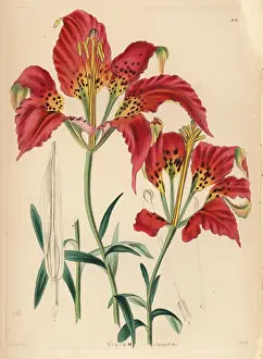 Weddell: Catesby's lily, Lilium catesbaei
