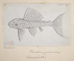 Catfish: Catfish