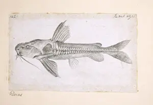 Catfish: Catfish