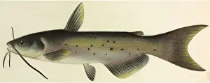 Catfish: Catfish