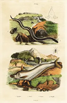 Sirene: Catfish, dwarf siren, wasp and beetle