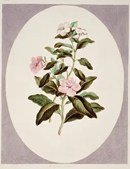 Madagascan: Catharanthus roseus, madagascan periwinkle