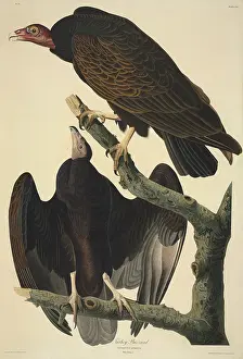 Cathartidae: Cathartes aura, turkey vulture
