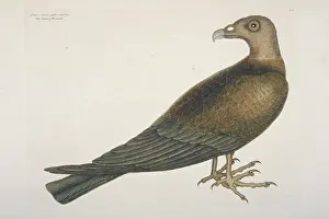 Accipitriformes: Cathartes aura, turkey-vulture