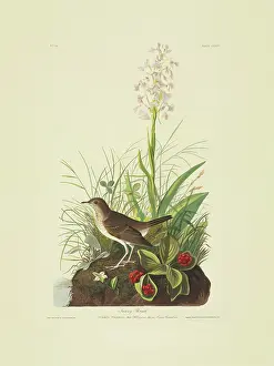 Dogwood: Catharus fuscescens, veery