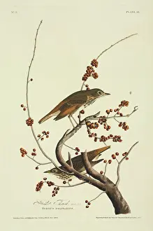 Turdidae: Catharus guttatus, hermit thrush