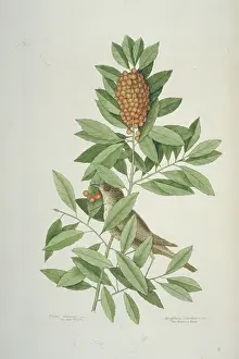 Minimus: Catharus minimus, grey-cheeked thrush