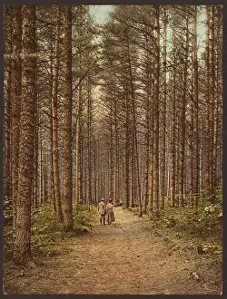 C1900: Cathedral Woods, Intervale, White Mountains