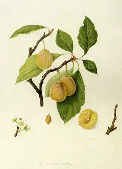 Linnaeus: Catherine Plums