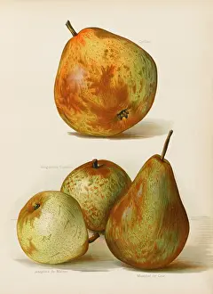 Marechal: PEARS