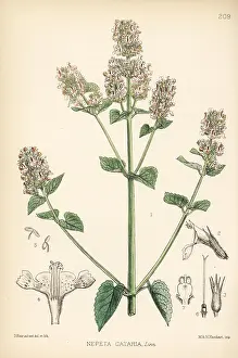 Catmint: Catmint or catnip, Nepeta cataria