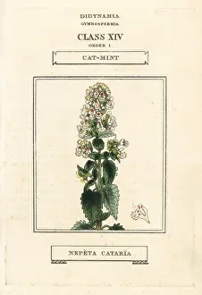 Catmint: Catmint or catnip, Nepeta cataria