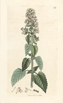 Catnip: Catnip, Nepeta cataria