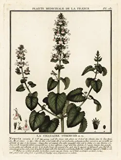 Catmint: Catnip, Nepeta cataria