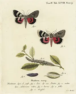 Esper: Catocala pacta moth