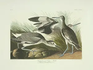Willet: Catoptrophorus semipalmatus, willet
