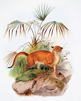 Giraud: Catopuma badia, bay cat