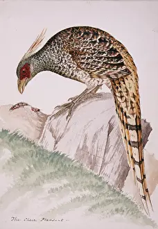 Singh: Catreus wallichii, cheer pheasant